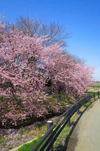川越散歩｜川越の桜隠れ名所・砂中学校の早咲き桜