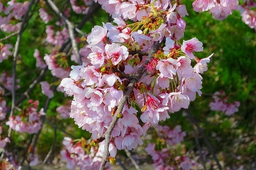川越散歩｜川越のお花見見所・地元民が花見にくる砂中学校の早咲き桜