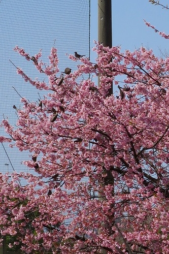 川越散歩｜川越の桜隠れ名所・砂中学校の早咲き桜