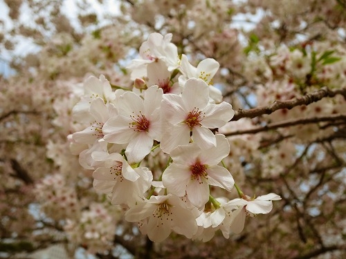 天王洲アイルは桜の名所でした