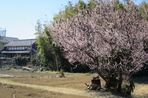 埼玉の桜をみて散歩