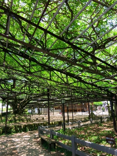 八女市黒木（福岡県在郷町）重要伝統的建造群保存地区