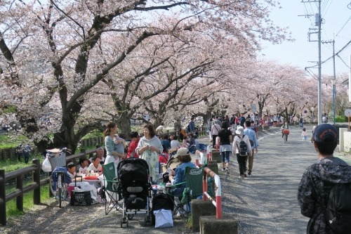 川越散歩｜氷川神社と桜桜桜の川越散歩2018年の春でした