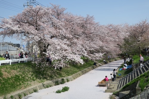 川越散歩｜氷川神社と桜桜桜の川越散歩2018年の春でした