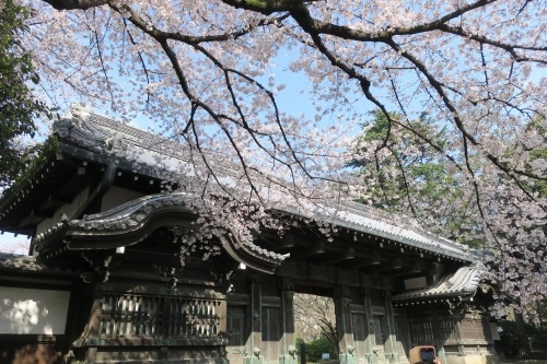 上野を散歩｜ロックンロールと桜の季節の上野東京芸術大学を散歩