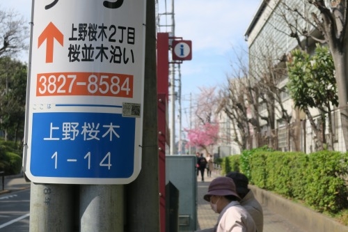 上野を散歩｜ロックンロールと桜の季節の上野東京芸術大学を散歩