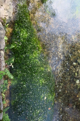 醒ヶ井を散歩｜中山道の宿場町醒ヶ井散歩と水中に咲く梅花藻をみた