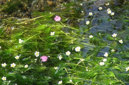 醒ヶ井を散歩｜中山道の宿場町醒ヶ井散歩と水中に咲く梅花藻をみた
