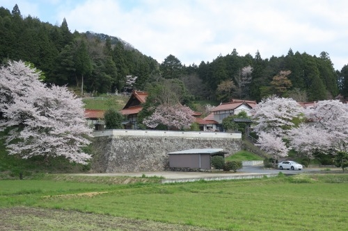 安来市広瀬を散歩｜尼子経久の月山富田城と城下町を桜の季節に散歩