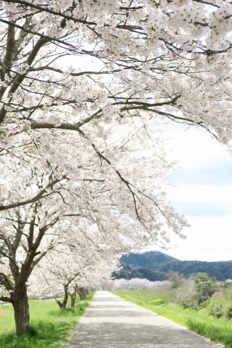 安来市広瀬を散歩｜尼子経久の月山富田城と城下町を桜の季節に散歩