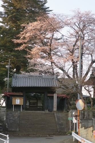 安中を散歩｜安中藩の城下町と安中宿と昭和の風景を散歩桜とツバキ