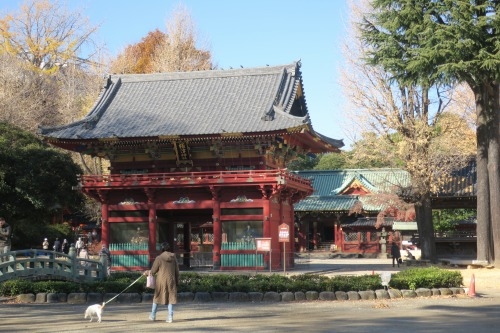 根津を散歩|谷中の商店街から根津神社でお参りして東京大学まで散歩