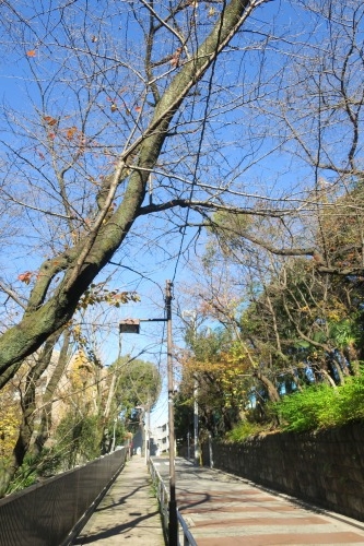 向陵稲荷坂を散歩|向陵稲荷坂に向陵稲荷があるのか検証してみた