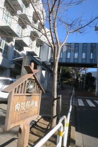 向陵稲荷坂を散歩|向陵稲荷坂に向陵稲荷があるのか検証してみた