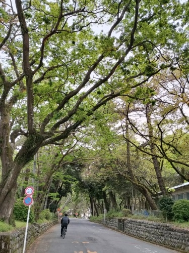沼津を散歩|旧東海道の沼津宿と若山牧水に桜エビと生シラスの寿司
