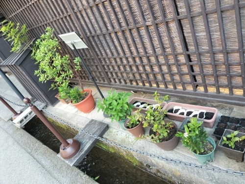 高山を散歩|朝市からの下三之町中組保存地区 越中街道保存地区散歩