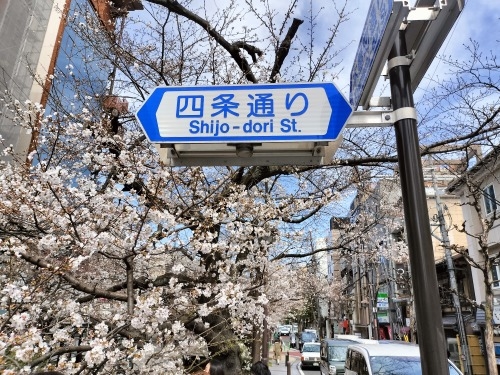 祇園を散歩|桜満開の京都で歴史の街祇園と裏路地ををぶらり散歩して