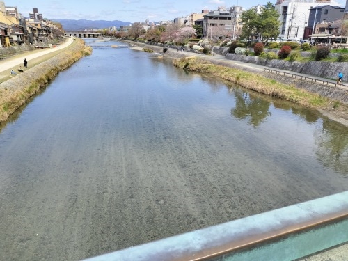 祇園を散歩|桜満開の京都で歴史の街祇園と裏路地ををぶらり散歩して
