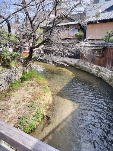 祇園を散歩|桜満開の京都で歴史の街祇園と裏路地ををぶらり散歩して