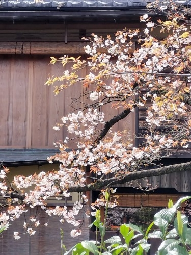祇園を散歩|桜満開の京都で歴史の街祇園と裏路地ををぶらり散歩して