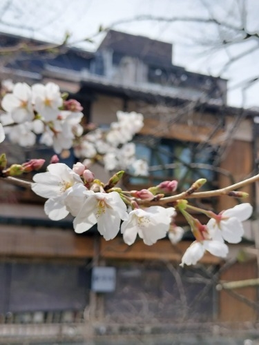 祇園を散歩|桜満開の京都で歴史の街祇園と裏路地ををぶらり散歩して