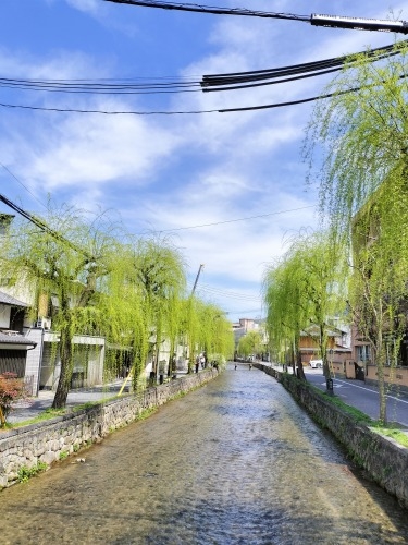 祇園を散歩|桜満開の京都で歴史の街祇園と裏路地ををぶらり散歩して