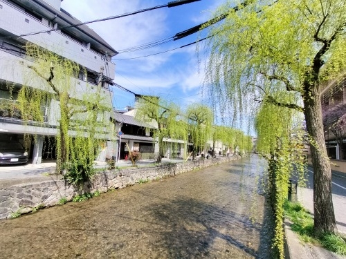 祇園を散歩|桜満開の京都で歴史の街祇園と裏路地ををぶらり散歩して