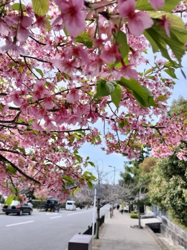 祇園を散歩|桜満開の京都で歴史の街祇園と裏路地ををぶらり散歩して