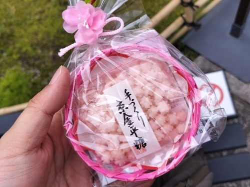 祇園を散歩|桜満開の京都で歴史の街祇園と裏路地ををぶらり散歩して