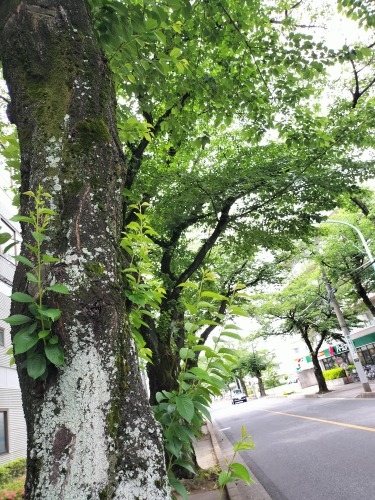 宮原を散歩|東宮原駅から宮原駅へそんで餅つき祭りの日進駅まで散歩