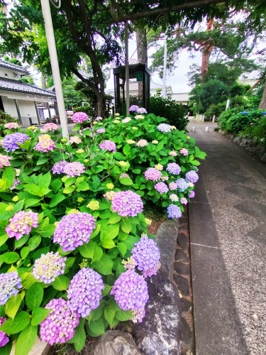 三鷹を散歩|太宰治が住んだ街三鷹を散歩と太宰治と森鴎外の墓参り