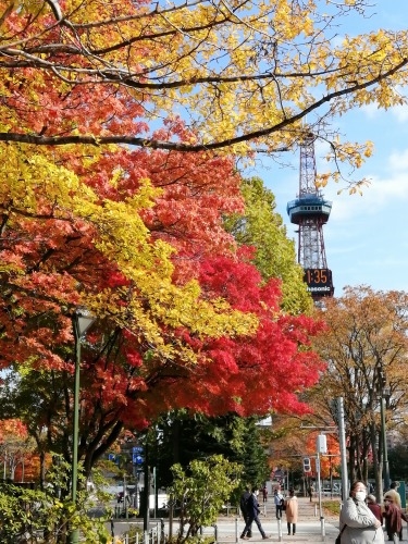 札幌を散歩|10月の札幌の紅葉を楽しむ!大通公園と海鮮グルメの旅