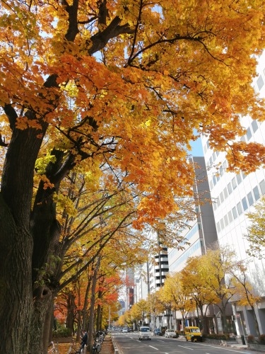 札幌を散歩|10月の札幌の紅葉を楽しむ!大通公園と海鮮グルメの旅