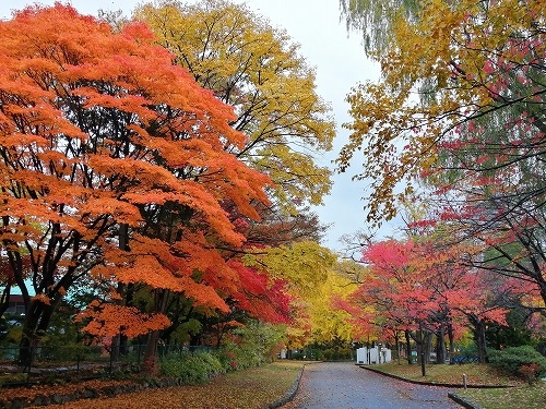 札幌を散歩|10月の札幌の紅葉を楽しむ!大通公園と海鮮グルメの旅