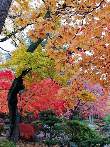 札幌を散歩|10月の札幌の紅葉を楽しむ!大通公園と海鮮グルメの旅