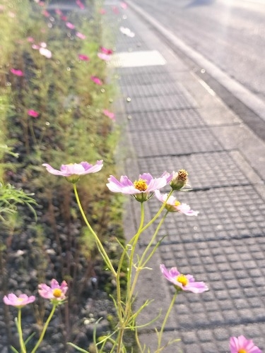 上北町を散歩|
