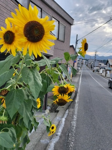 野辺地を散歩|北野辺地駅からりんごを箱買しながら野辺地駅まで散歩