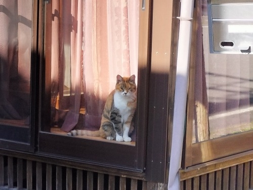 LǂUbBX̏h꒬ELǏhi{wj̍UĂ