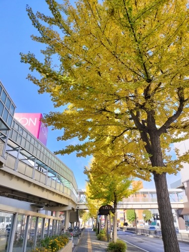 室蘭を散歩|室蘭焼き鳥もうまかったけどイカがとんでもなくうまい!