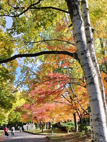 MDyUbH̒ōgtył݂J[X[v