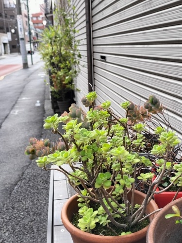 新中野駅を散歩|辰野金吾墓と浅田次郎原作『地下鉄に乗って』舞台を