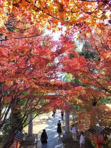高田馬場から散歩|馬場から夏目漱石晩年に生活した場所と関孝和墓所