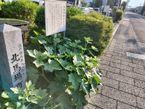 ���{���U���b���{�̏鉺�����U���ƎR�ؓV�Ղ�Ɨ[���̊J�q�w�Z����