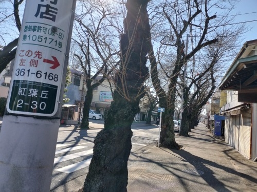 多磨を散歩|新撰組近藤勇生家と多磨霊園に眠る日本をつくった人たち