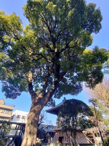 分倍河原を散歩|新田義貞vs鎌倉幕府の古戦場分倍河原と旧甲州街道