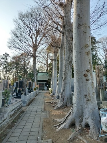 分倍河原を散歩|新田義貞vs鎌倉幕府の古戦場分倍河原と旧甲州街道