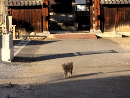 分倍河原を散歩|新田義貞vs鎌倉幕府の古戦場分倍河原と旧甲州街道
